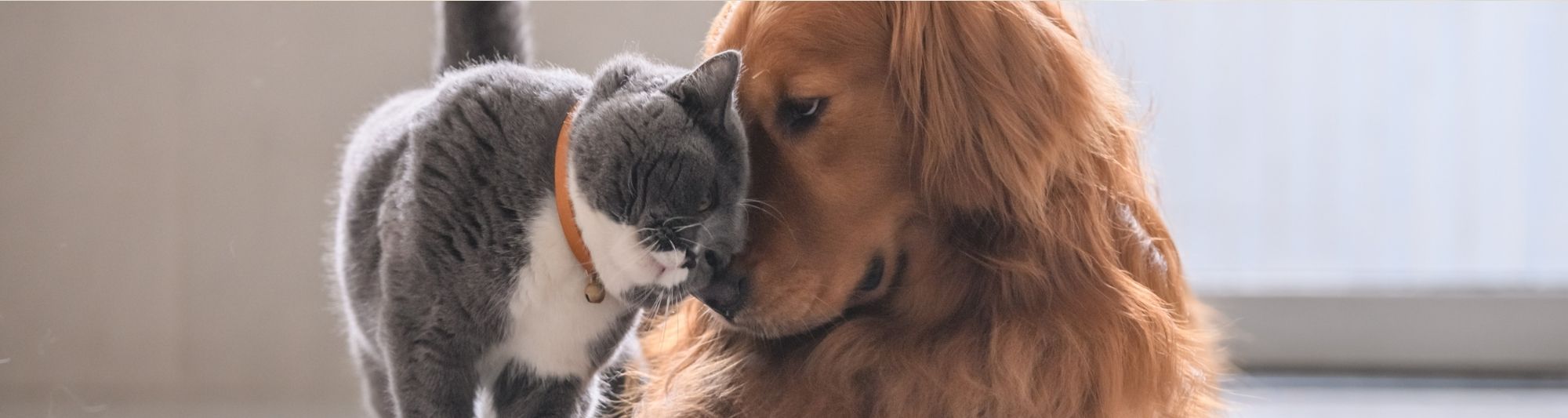 Cat and dog