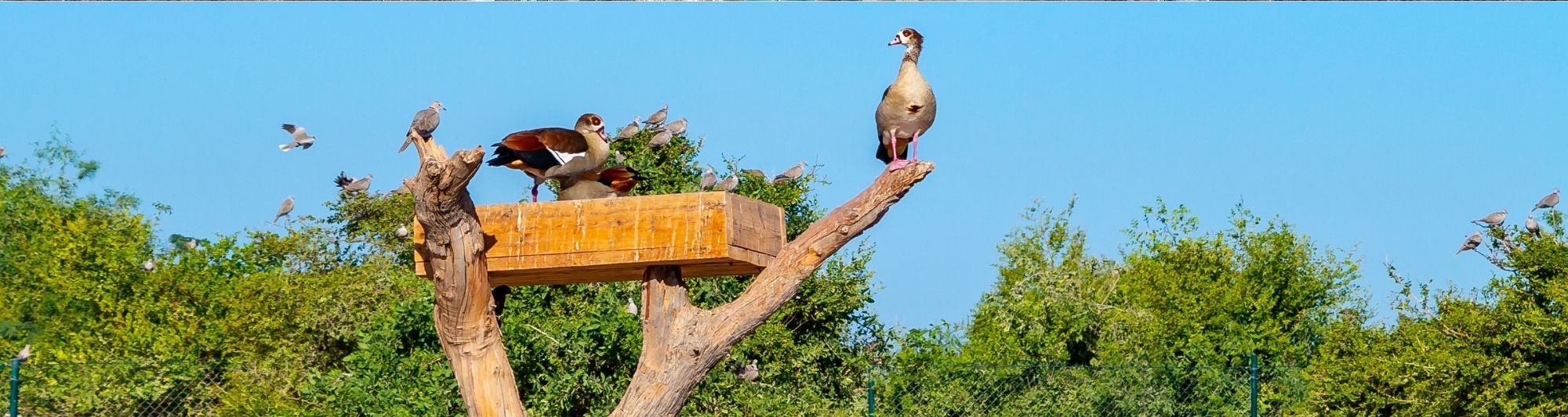 Sir Bani Yas Safari Island