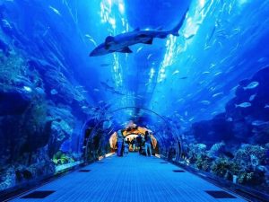 Dubai Mall Aquarium